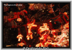 Myriapora truncata whit bubbles of my ARA in underwater c... by Ferdinando Meli 